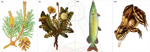 tipibiosen