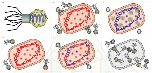 цикл вируса