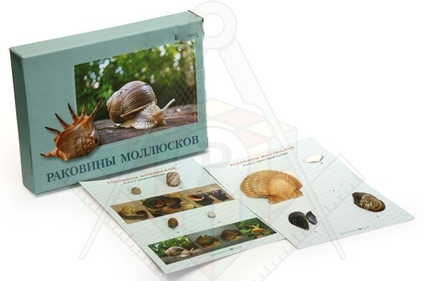 Коллекция Раковины моллюсков