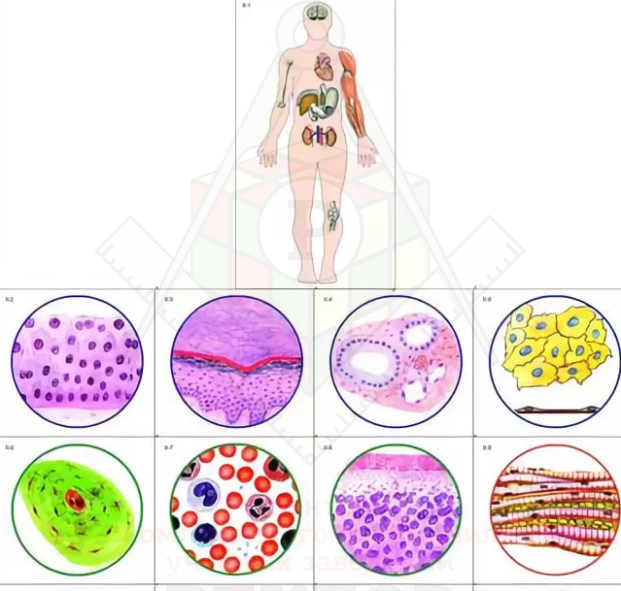 Модель-аппликация Ткани животных и человека
