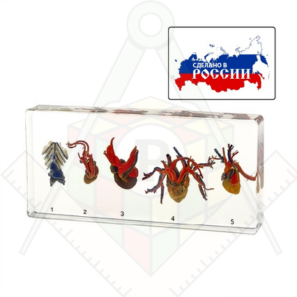 98285647_23 апреля 2024 г.