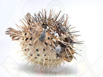 сух преп еж-рыба морская