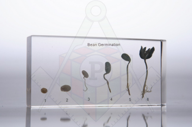 98280642 кол развитие зерна гороха акрил