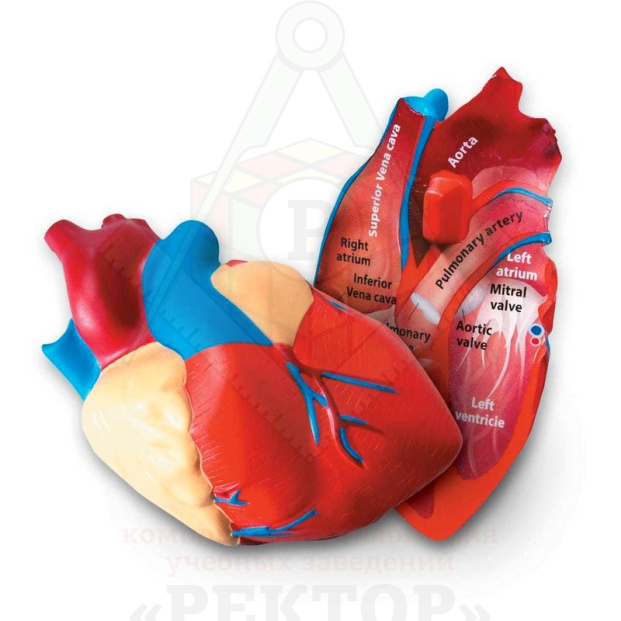 1902-heart-1