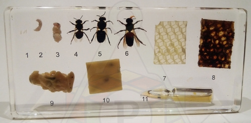 98280653 Коллекция Развитие медоносной пчелы (полиметилакрилат)