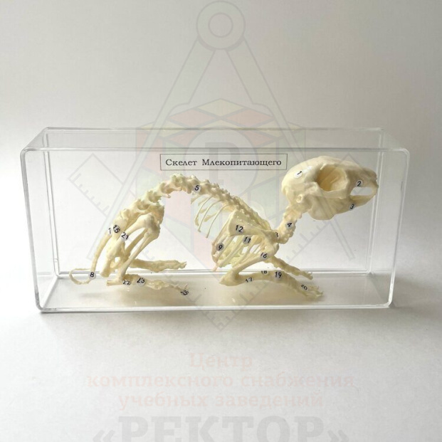 skelet_krolika_ros-servis