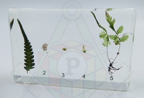 98280643 Коллекция Развитие папоротника (полиметилакрилат)