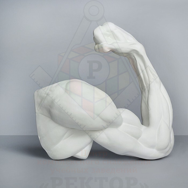 Рука анатомическая