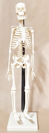 скелет 42 см