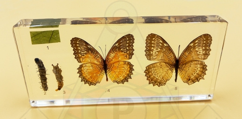 98280633 кол развитие бабочи акрил