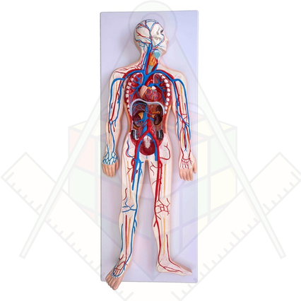 98285681_23 апреля 2024 г.