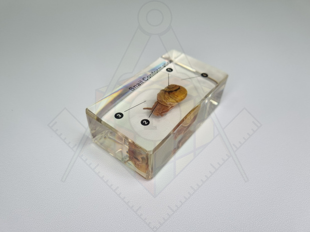 20231128_105451 боюх моллюск 2