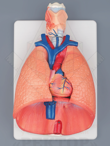 ceq3ao6nah44socg0cwws4wgg8wggw