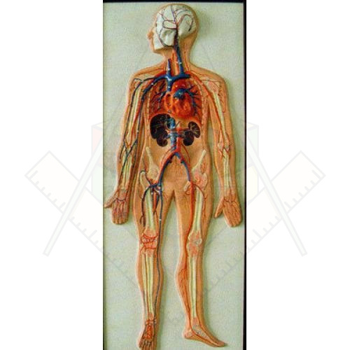 кровеносная система