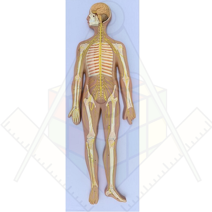 98285680_23 апреля 2024 г.