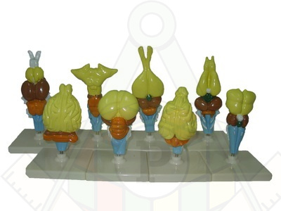 98289746 стр мозга позв