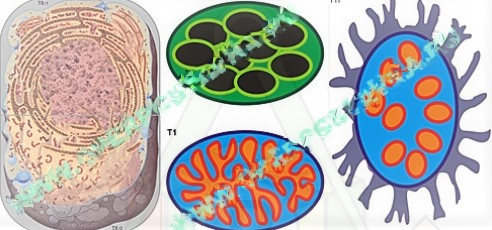 simbiotich