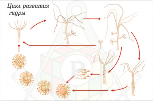 цикл развития гидры