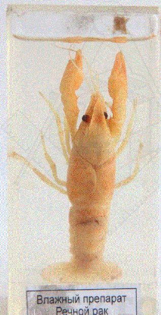 РАТ555555555555555555