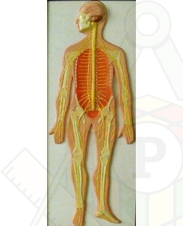 нервная система человека