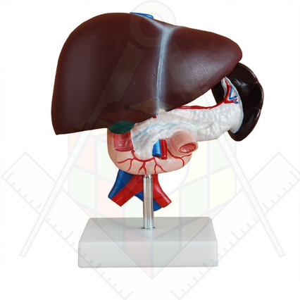 98285673_23 апреля 2024 г.