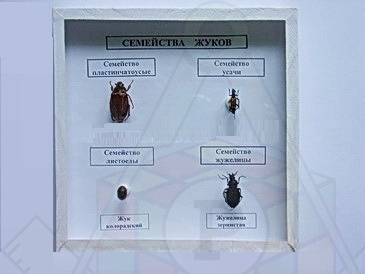 Семейства жуков п