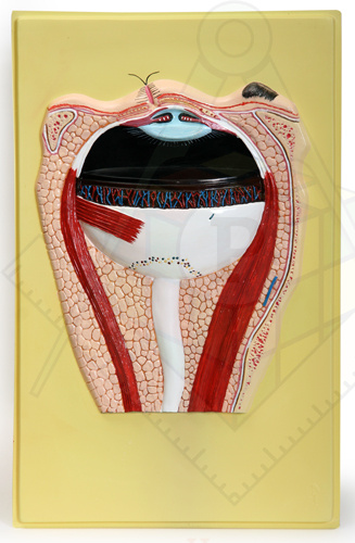 8973edd22c0d00058904e094d81da7bc