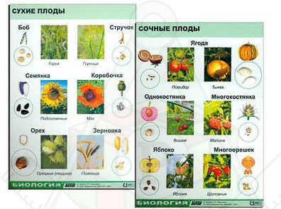 коллекция семена и плоды