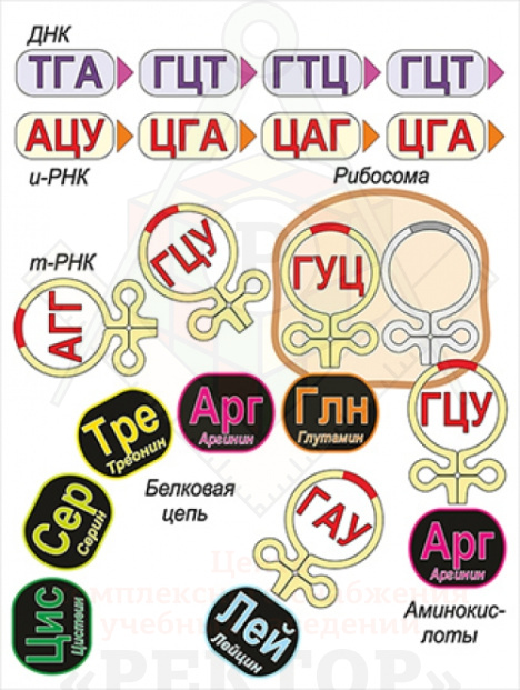 биосинитез