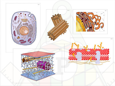 Модель-аппликация Строение клетки