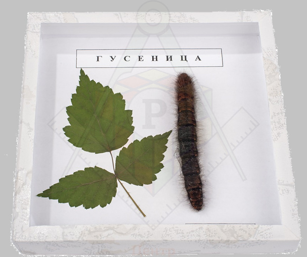 Коллекция энтомологическая Гусеница