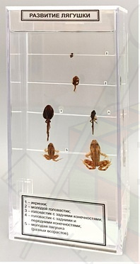 98289840 вл преп развитие лягушки