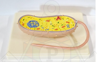 98231721 м бактерия