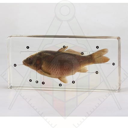 98285672_23 апреля 2024 г.