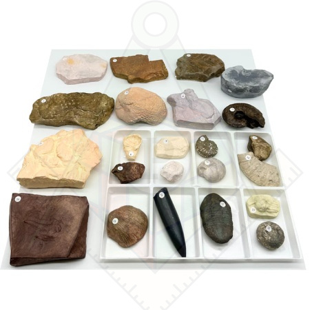 Коллекция Палеонтологическая 23 шт. (гипс)
