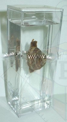 ЛЛЛЛЛ
