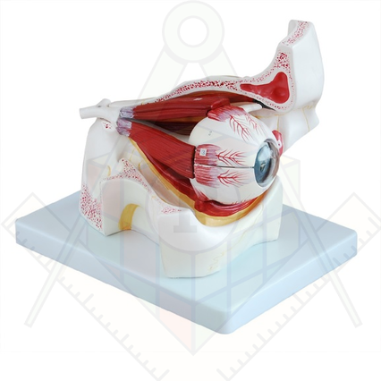 98285664_23 апреля 2024 г.