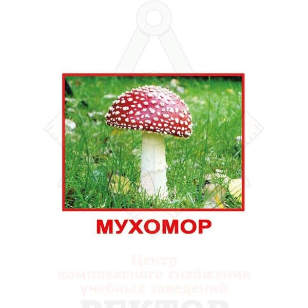 грибы
