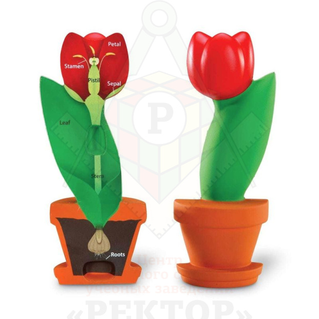 1905_plantcrssec_sh-2