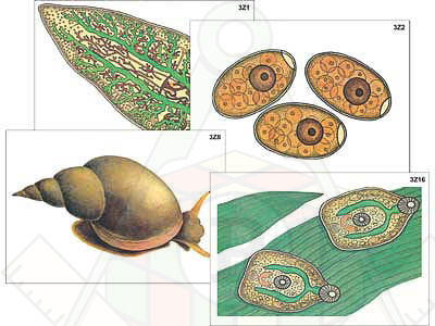 6235