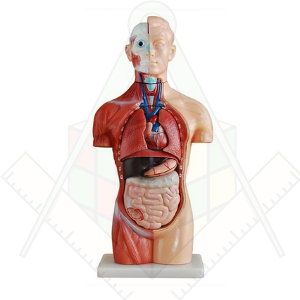 98285651_23 апреля 2024 г.