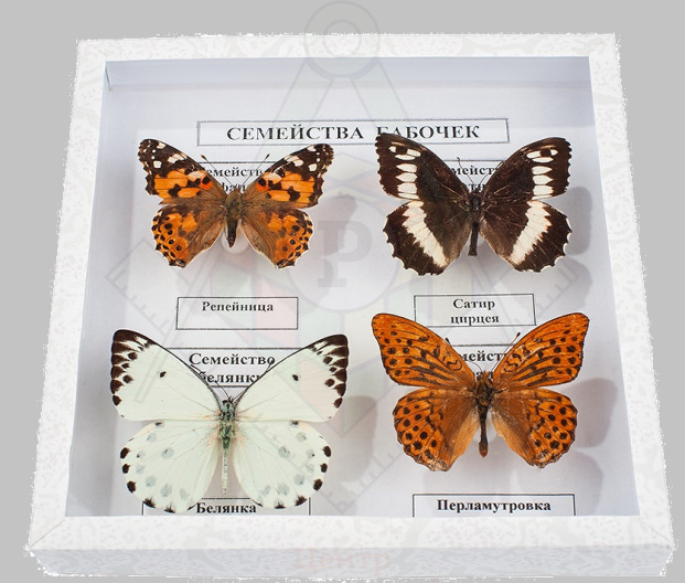 Семейство бабоч