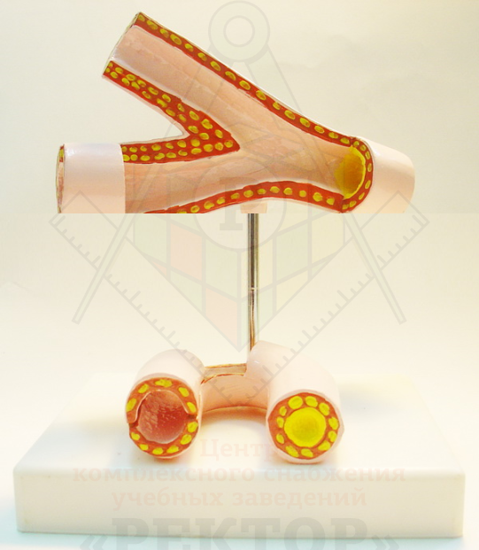 Кровеносные сосуды