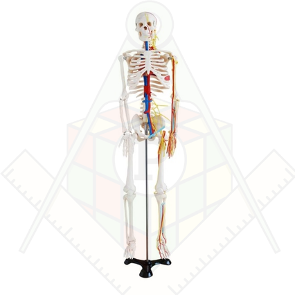 98285654_23 апреля 2024 г.