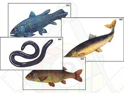 разнообразие хордовых высших и низших