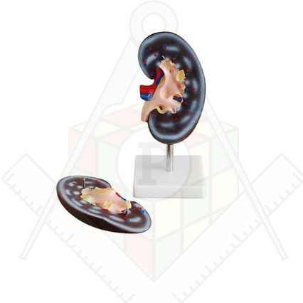 98285675_23 апреля 2024 г.