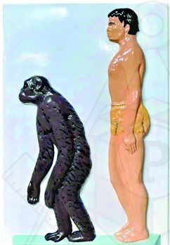 человек и шимпанзе 2