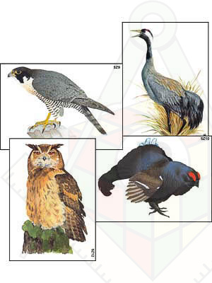 разнообразие высших хордовых